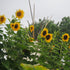 Kids Garden Collection